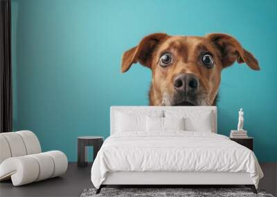 dog with surprised shock expression eyes on isolated blue background with copy space Wall mural