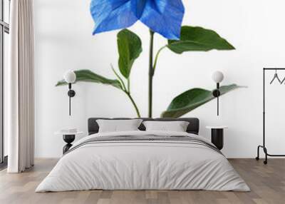 A single blue flower blooms on a transparent background. Wall mural