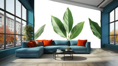 Three sprigs of bay leaves isolated on a black background. Wall mural