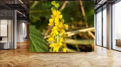 Flowering agrimony Wall mural