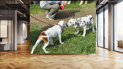 Young puppies making friends Wall mural