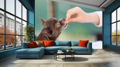 Cute brown chihuahua dog going to eat in restaurant Wall mural