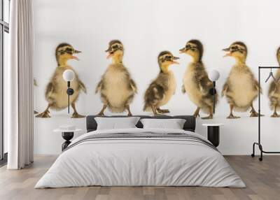 Funny duckling of a wild duck on a white background Wall mural