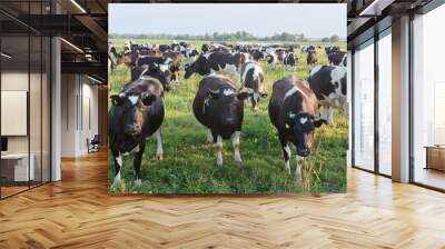 herd of cows in a field at sunset Wall mural