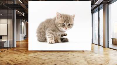 little funny kittens on a white background Wall mural