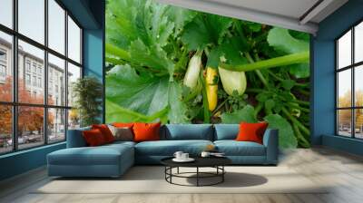 zucchini zucchini with green tops in the garden Wall mural