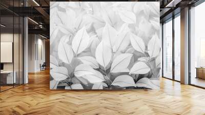 floral nature background of white plant leaves and flower leaves on border light gray and white watercolor painted leaf outlines in abstract illustration with soft texture elegant pale banner Wall mural