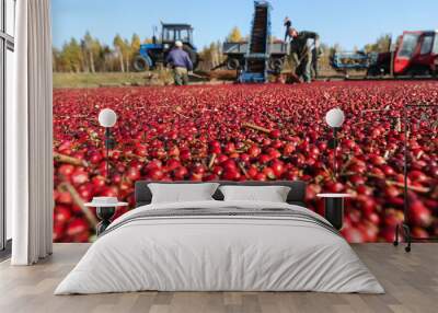 Cranberries floating on the water against the background of working farmers Wall mural