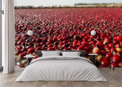 Cranberries floating on the water. Industrial cranberry harvest Wall mural