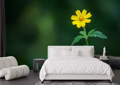 Beautiful yellow daisy blossoms in a summer garden Wall mural