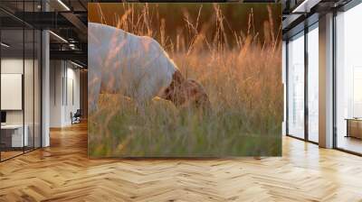 grass in the wind Wall mural