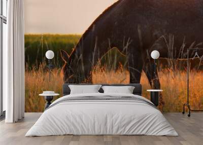 Horse on pasture Wall mural