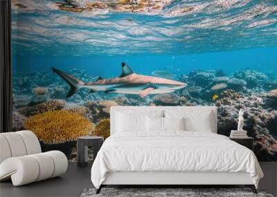 Blacktip reef shark swimming gracefully underwater near vibrant coral reefs in clear tropical waters Wall mural