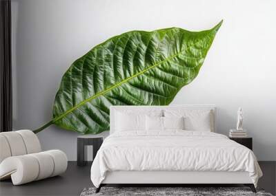 Single green cocoa leaf isolated on a plain white background with sharp natural textures Wall mural