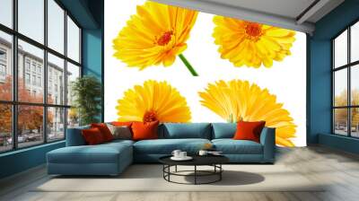 Calendula. Calendula isolated on white background. Calendula, Marigold macro. With clipping path Wall mural