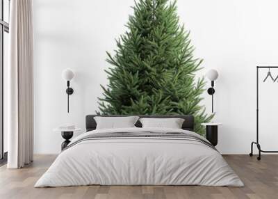 Christmas tree in pot isolated on white background. Small green fir pine Wall mural