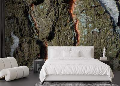 Colourful texture of bark tree with blue moss Wall mural