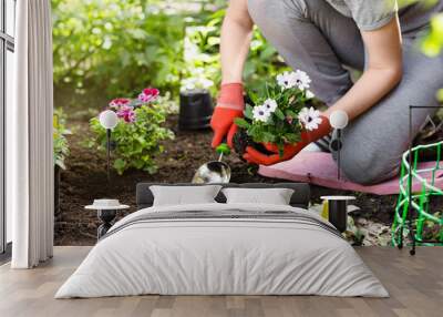 gardener planting flowers in the garden, close up photo. Wall mural