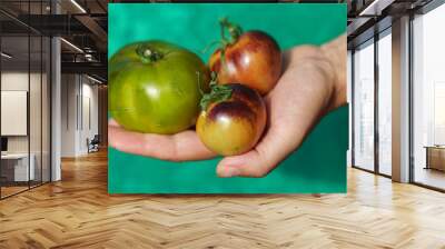 fresh tomato on the hand Wall mural