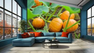 japanese pumpkins Wall mural