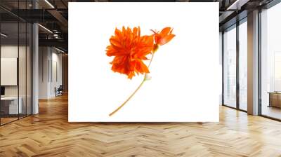 orange flower isolated Wall mural