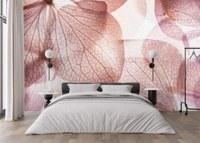 pink hydrangea flowers on the white background. floristic concept Wall mural