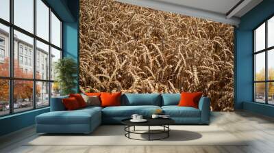 wheat field in the wind Wall mural