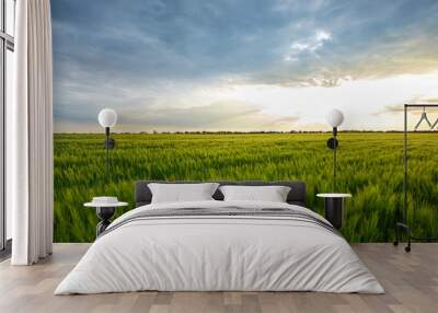 Field of green wheat on a sunny day Wall mural