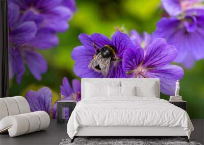 bumblebee feeding on purple geranium flower in summer cottage garden Wall mural