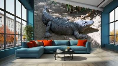 Crocodiles resting in the sun in animal shelter Gran Canaria, Spain Wall mural