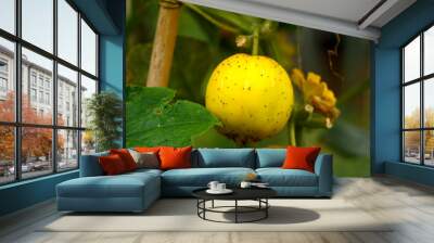 Cucumber crystal lemon fruit growing in summer kitchen garden Wall mural