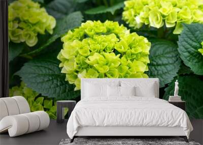 Hydrangea paniculata 'Little Lime' Jane blooming in summer garden. Wall mural