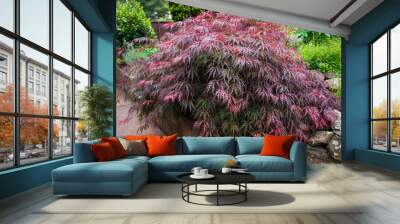 Red foliage of the weeping Laceleaf Japanese Maple tree (Acer palmatum) in garden Wall mural