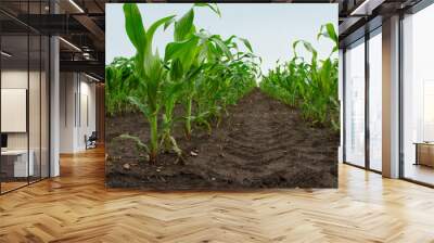 green corn plants, close-up Wall mural