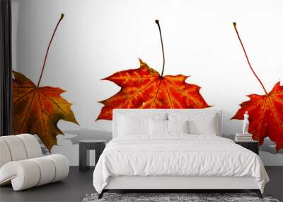 Autumn leaves background. October falling pattern isolated on wh Wall mural