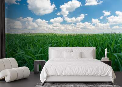 Green grass and blue sky with clouds. Beautiful landscape. Wall mural