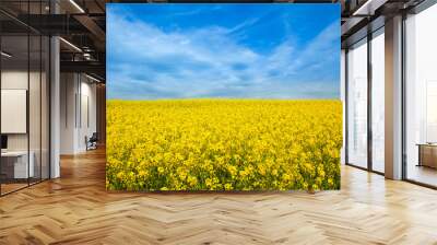 Rapeseed yellow field in sunny day Wall mural