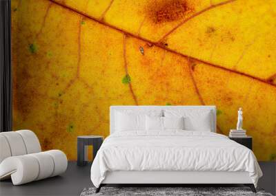 Foliage pattern. Tropical leaf abstract texture. Nature save con Wall mural