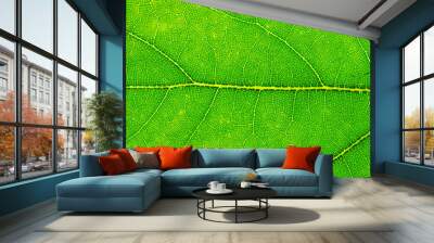 Leaf texture background. Abstract foliage tropical pattern. Natu Wall mural