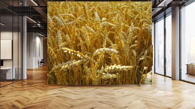 wheat field with beautiful yellow spikelets on the horizon Wall mural