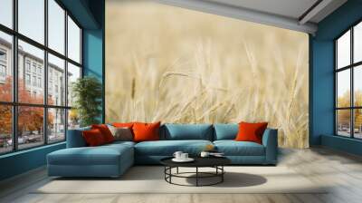 ears of ripe wheat. Wheat field background. With free space for inscriptions.blurred background Wall mural