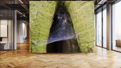 close up of a spider web on a tree trunk Wall mural