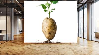 A small potato plant is growing from a seed Wall mural