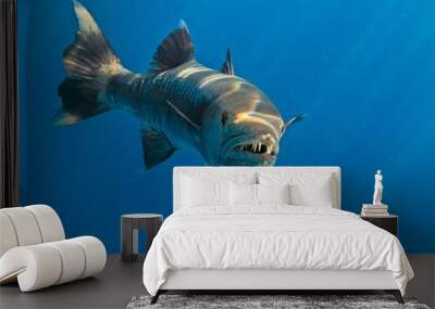 Barracuda Wall mural