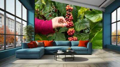 hand of a woman picking coffee beans from a plant Wall mural