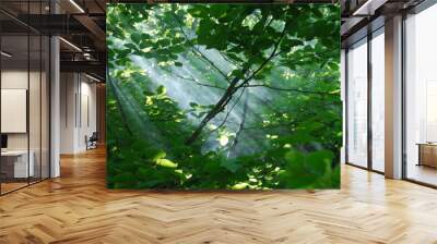 The sun's rays shining through the trees in the forest on mornin Wall mural