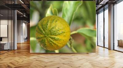 type of  Bitter orange  (Citrus aurantium turcicum salicifolia ) Wall mural