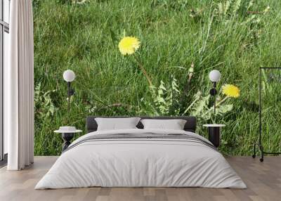 Dandelion blooming in the  summer  field in Switzerland. Wall mural