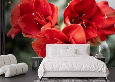 Close up of a red amaryllis. Amaryllis flowers in Glass vase. Flower shop concept, Wallpaper Wall mural