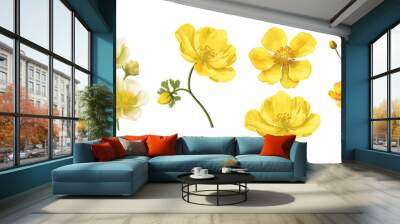 Yellow flowers of Echscholtzia. California golden poppy. Collection yellow watercolor flowers. Vector illustration. Wall mural